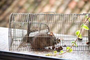 mouse in old cage on windowsill eating a chestnut