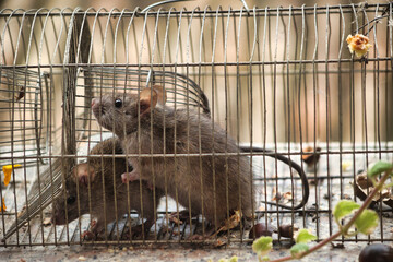 close view of two mice trapped in old cage