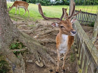 Damhirsch - Damwild