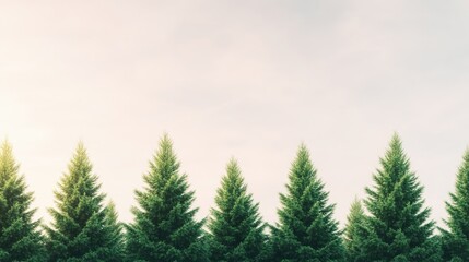 Obraz premium Explore the serene beauty of a lush forest with green spruce trees under a cloudy summer sky