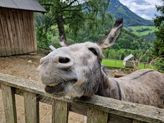 Esel im Streichelzoo