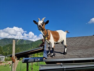 Ziegen in einem Streichelzoo