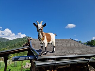 Ziegen in einem Streichelzoo