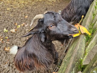 Ziegen in einem Streichelzoo