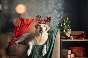 A Labrador retriever dog in reindeer antlers lounges on a sofa, embodying the Christmas spirit in a cozy home setting