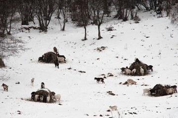 Winter scene with goats in a snowy meadow surrounded by leafless trees. Romania