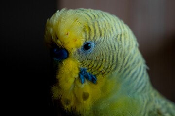 Closeup shot of a cute yellowish-green budgerigar