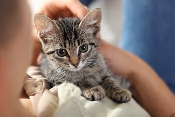 Man with cute kitten at home, closeup
