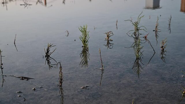 Salt-tolerant halophytes in Umm Al Quwain mangroves nourish wildlife and absorb carbon.
