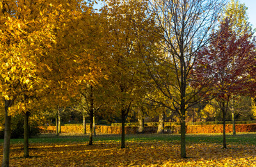 Yellow trees in the autumn park