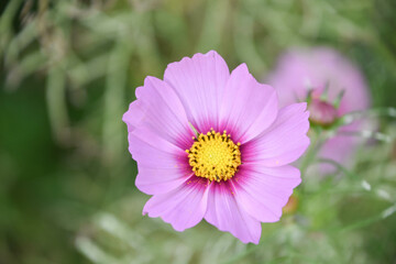 Obraz premium コスモス