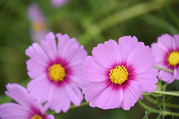 Obraz premium コスモス