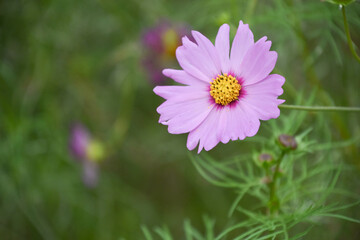 Obraz premium コスモス