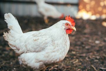 A close-up view of a white hen near a chicken coop during golden hour in a rural backyard setting