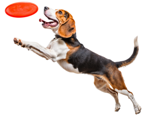 Playful beagle dog leaping to catch a flying frisbee, isolated on transparent background, energetic pet in action for outdoor play, exercise, and dog agility concepts