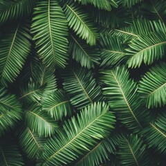 Fototapeta premium Tropical Background, Lush Green Foliage of Palm Leaves, Natural Pattern and Texture, Close-Up View