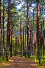 Obraz premium Paaskula bog in Tallinn, Estonia (Estonian - Pääskula raba) on a sunny autumn day. Tall, slender pine trees rise vertically. The ground is covered in a bed of fallen pine needles.