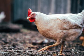 A close-up view of a white hen near a chicken coop during golden hour in a rural backyard setting
