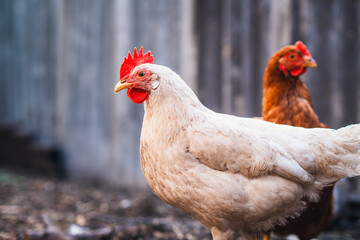 A close-up view of a white hen near a chicken coop during golden hour in a rural backyard setting © Anton Dios