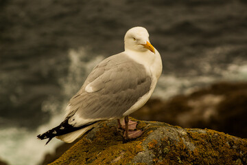 Sea birds