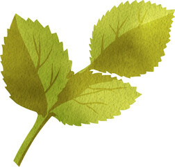 Green Rose Leaves, Hand Drawn Illustration Watercolor