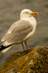 Fototapeta premium Sea birds