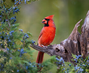 red cardinal on perch in cedar tree