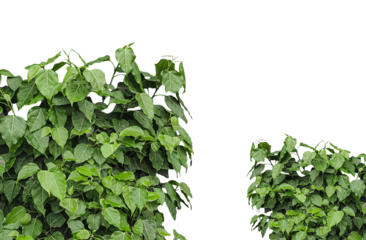 two banyan tree with leaves on a white background, green leaves frame on png background, a plant with green leaves that is growing on it,