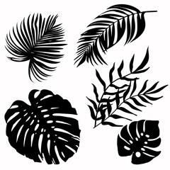 Collection of silhouettes of palm leaves. Monstera. Banana leaf. Palm leaf, reed. Vector graphics