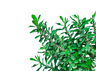 herbs isolated, green plant on transparent background, Euphorbia milii plant, 