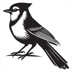 Obraz premium Cute Canada jay Bird Vector illustration in black and white