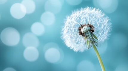 Blowing in the Breeze:Dandelion Dreams,Fluffy and Free.Concept of nature, freedom, lightness, ephemeral beauty, wallpaper design.