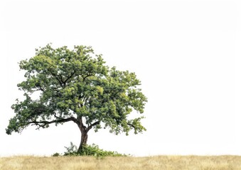 Obraz premium Lone tree in grassy field