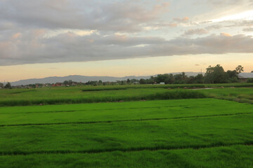 A beautiful view of lush green rice fields stretching across the landscape under a soft, cloudy evening sky. The vibrant greenery of the fields contrasts with the pastel hues of the sunset