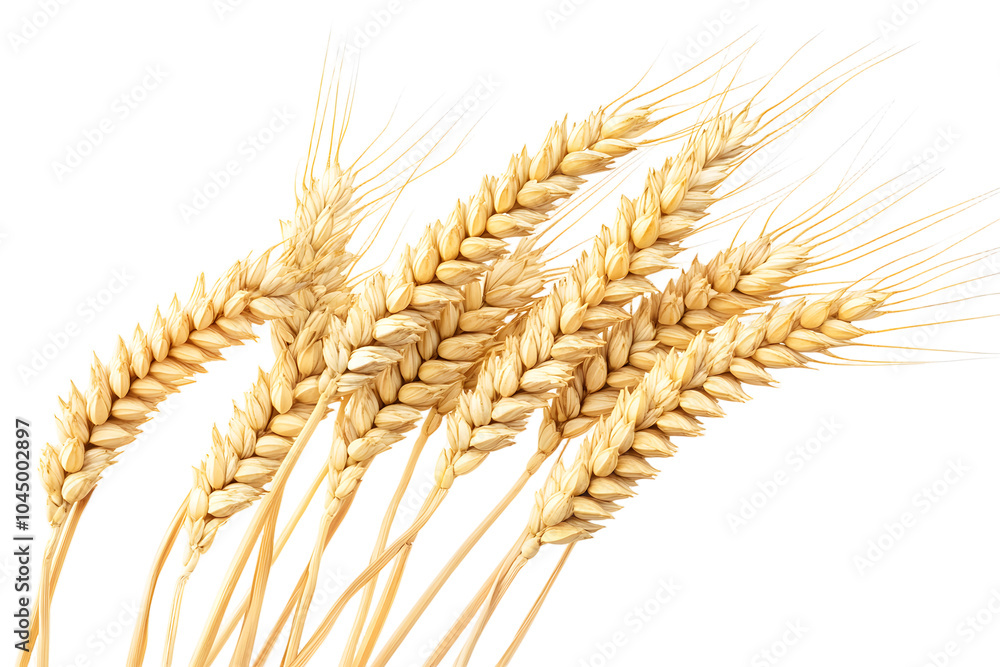 Poster horizontal wheat ears isolated on a white background with clipping path. full depth of field