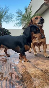 cachorros de estima&ccedil;&atilde;o comendo 