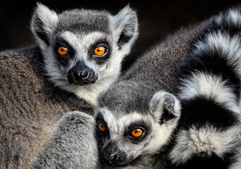 A close up of Ring-tailed Lemurs © ambquinn