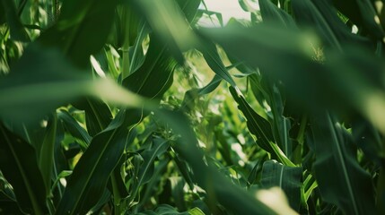 Fototapeta premium Green Corn Field