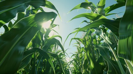 Fototapeta premium Sunlight through cornfield