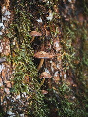 Fototapeta premium mushrooms growing out of a tree 