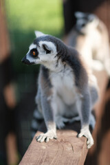 A lemur looks into the distance