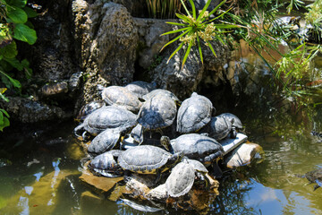 turtle on the rocks Santa Margherita Ligure