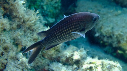 Damselfish or Mediterranean chromis (Chromis chromis) undersea, Aegean Sea, Greece, Halkidiki, Pirgos beach