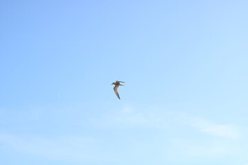 The seagull is flying against the blue sky