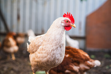 A close-up of a white hen with red comb against a blurred background on a farm during the early morning light