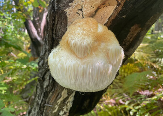 Lion's Mane mushroom on oak tree in the autumn forest. ( Hericium erinaceus )   © IgorCheri