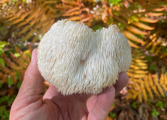 Lion's Mane mushroom on oak tree in the autumn forest. ( Hericium erinaceus )	
