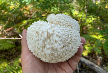 Lion's Mane mushroom on oak tree in the autumn forest. ( Hericium erinaceus )	
