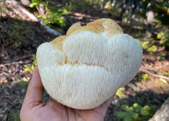 Lion's Mane mushroom on oak tree in the autumn forest. ( Hericium erinaceus )   © IgorCheri