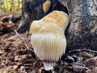 Lion's Mane mushroom on oak tree in the autumn forest. ( Hericium erinaceus )	
